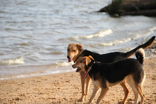 快乐的杂种狗在海滩上玩耍爱抚宠物 — 图库照片