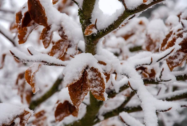 Schneebedeckte Buche Bei Niedrigen Temperaturen Januar — Stockfoto