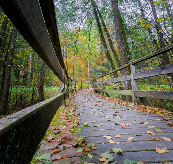 Пешие Прогулки Лаллинг Баварском Лесу — стоковое фото