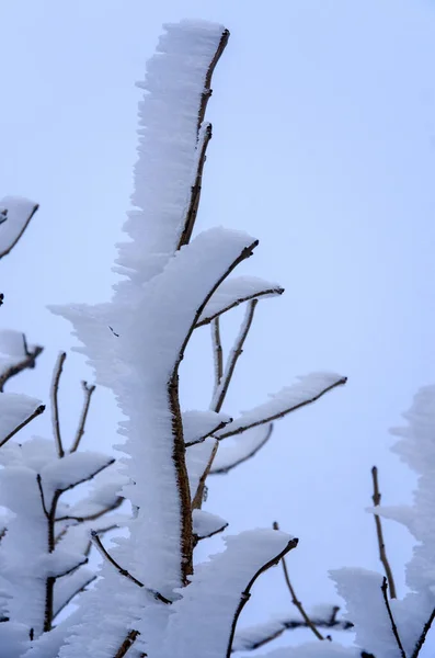 Arbre Couvert Neige Dans Vent Glacial — Photo