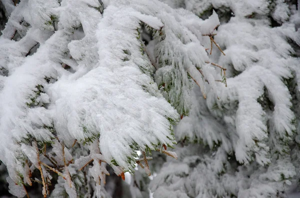 Isig Barrträd Skogen — Stockfoto