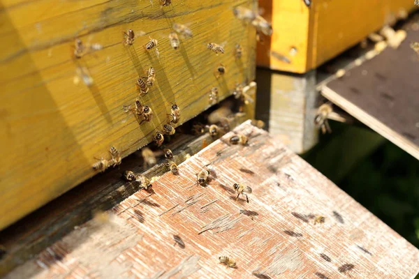 Néhány Repülő Méhecske Egy Méhkas Előtt — Stock Fotó