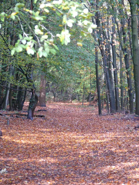 Bosque Otoñal Con Árboles Hojas —  Fotos de Stock