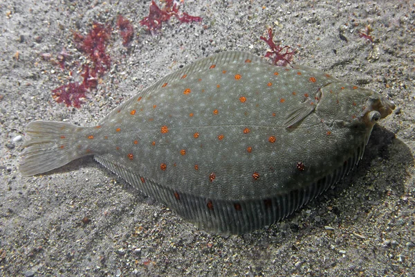 Κοντινό Πλάνο Plaice Pleuronectes Platessa — Φωτογραφία Αρχείου