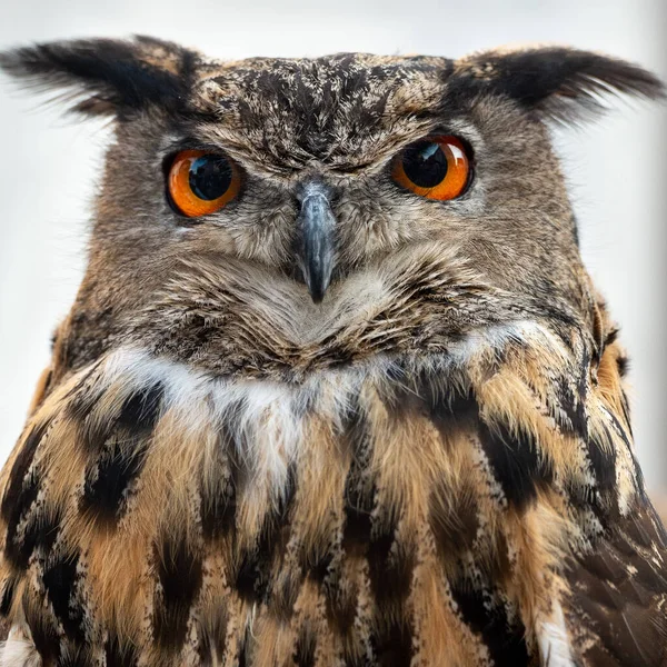 鳥の接近だ — ストック写真