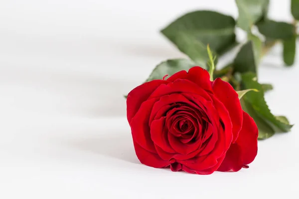 Czerwone Róże Białym Tle Walentynki Tło Dzień Ślubu — Zdjęcie stockowe