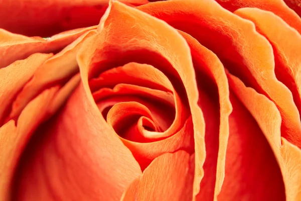 Floraison Une Rose Avec Ses Pétales Disposés Cercle — Photo