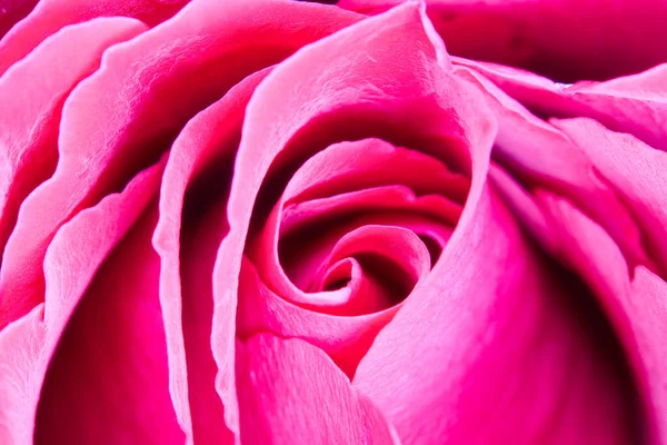 Floraison Une Rose Avec Ses Pétales Disposés Cercle — Photo