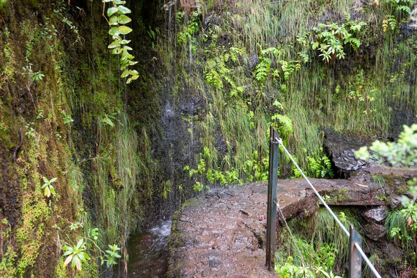 Caminhadas Levada Caldeirao Verde Perto Santana Ilha Madeira Portugal — Fotografia de Stock