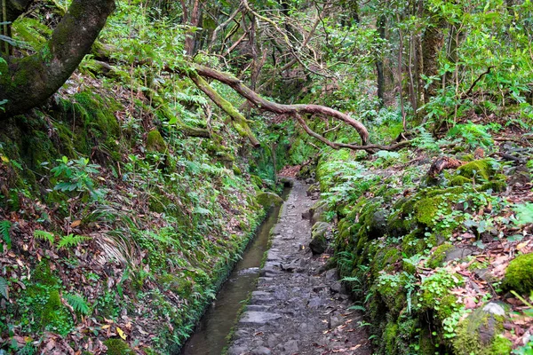 Turistická Stezka Levadě Caldeirao Verde Santany Ostrově Madeira Portugalsku — Stock fotografie