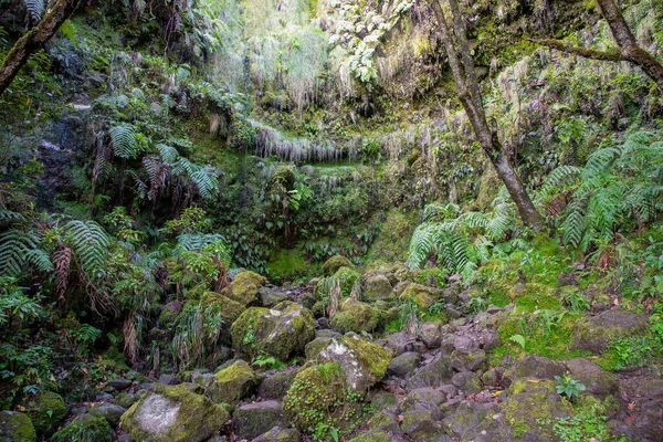 Kapsujące Mokre Ściany Przy Szlaku Turystycznym Levada Caldeirao Verde Koło — Zdjęcie stockowe