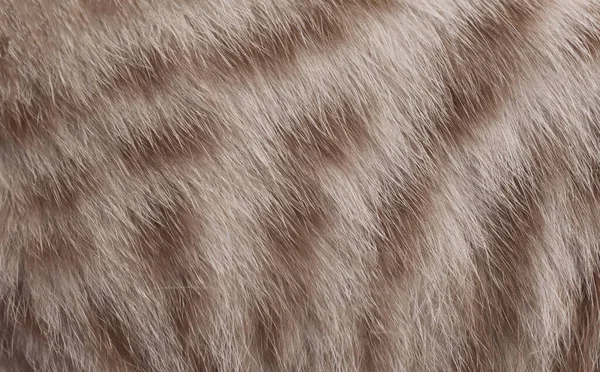 Das Haar Einer Tierischen Hauskatze — Stockfoto
