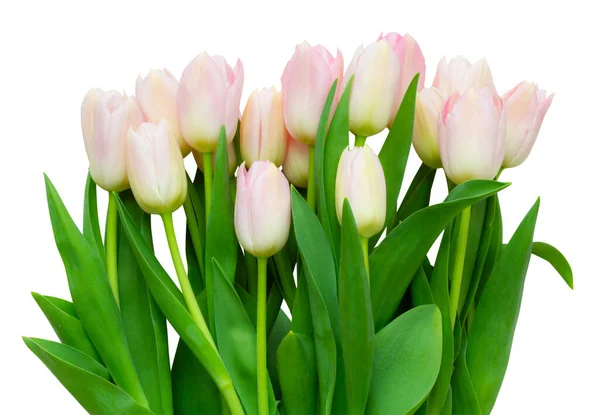 Ein Großer Blumenstrauß Aus Weißen Und Rosafarbenen Tulpen Liliengewächse Liliengewächse — Stockfoto