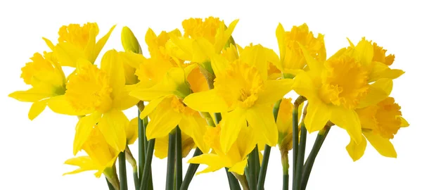 Panorama Beautiful Narcissus Daffodil Narzisse Amaryllidaceae Isolated White Background Germany — Stock Photo, Image