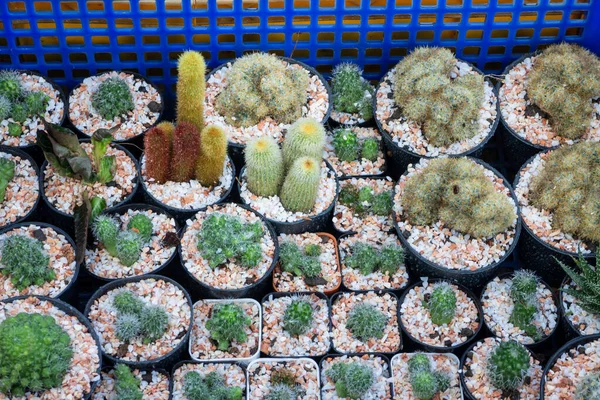Pots Plantes Cactus Vitrine Photo Réserve — Photo