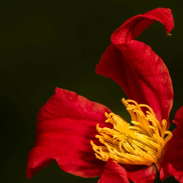 Güzel Parlak Çiçekler Yazın Klematisin Alametidir — Stok fotoğraf