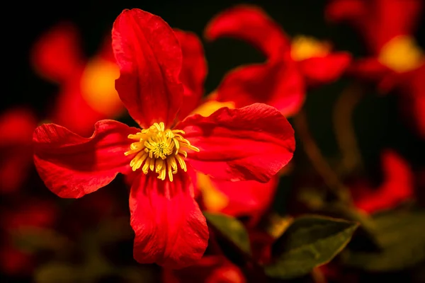 美丽而明亮的花朵是夏天仙人掌的标志 — 图库照片