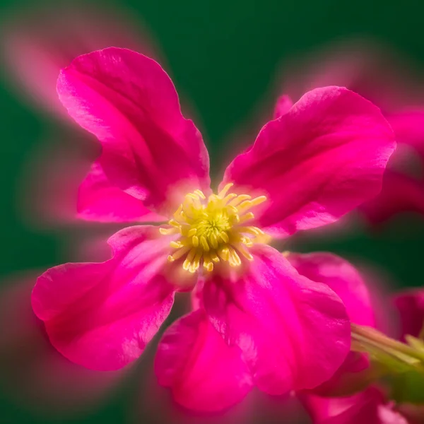 Bir Clematis Parlak Pembe Çiçeklerle Rüya Gibi Bir Ifadeyle Çifte — Stok fotoğraf