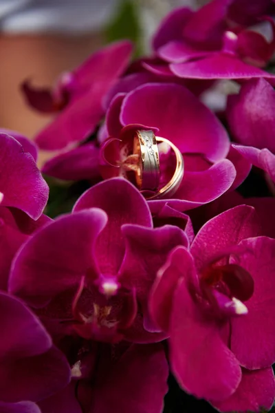 Wedding Rings Pink Roses — Stock Photo, Image
