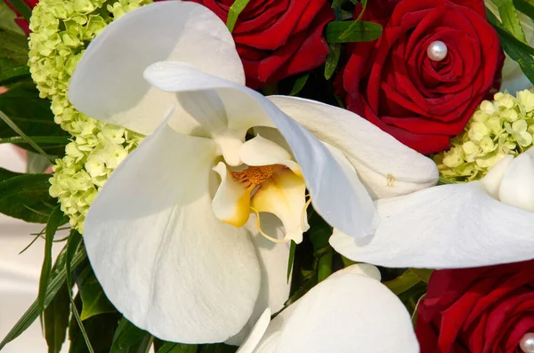 Hermosas Flores Jardín — Foto de Stock