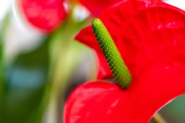 Червоний Тюльпан Саду — стокове фото