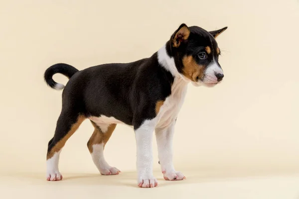 Jack Russell Terrier Köpek Beyaz Zemin Üzerine — Stok fotoğraf