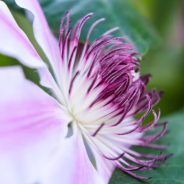 Güzel Parlak Çiçekler Yazın Klematisin Alametidir — Stok fotoğraf