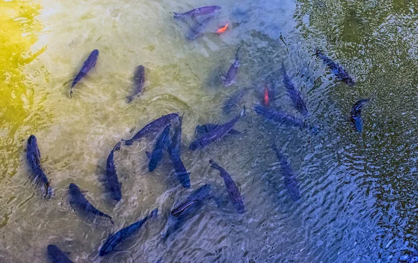 Vista Aérea Del Río Marne Llena Peces Meaux Francia —  Fotos de Stock