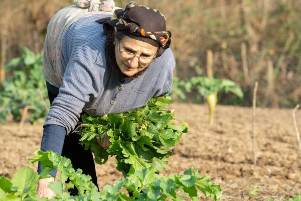 Портрет Старшої Жінки Яка Збирає Деякі Свіжі Трав Яні Овочі — стокове фото