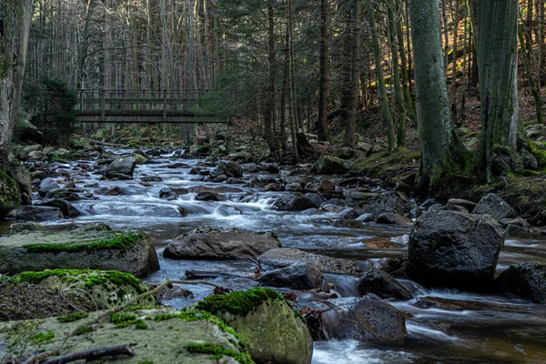 Prachtig Uitzicht Het Bos — Stockfoto