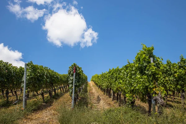 Vineyard Franconia Bavaria — Stock Photo, Image