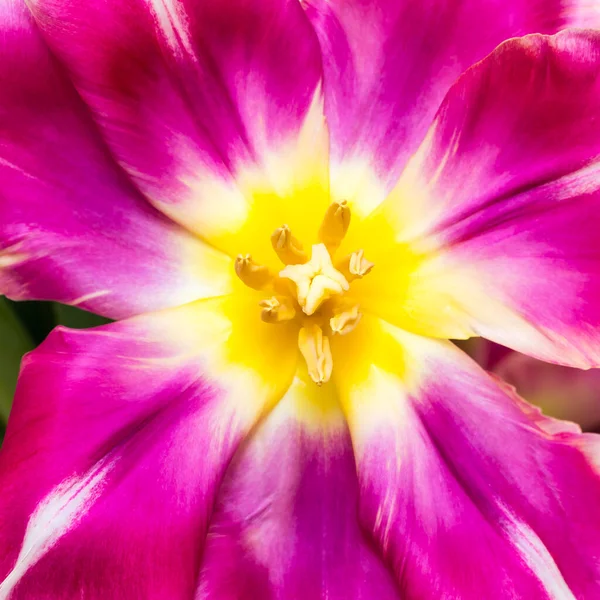 Mirando Dentro Flor Tulipán Loro Flameado Amarillo Rosado — Foto de Stock