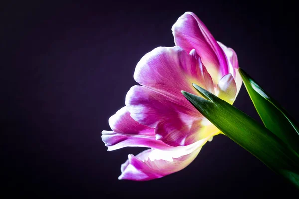 stock image Looking into the blossom of a yellow-pink flamed parrot tulip