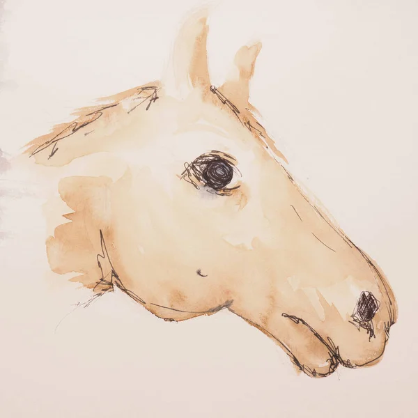 Disegno Cavallo Sfondo Bianco — Foto Stock