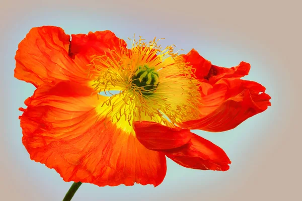 Beyaz Arka Planda Güzel Kırmızı Gelincik Çiçeği — Stok fotoğraf