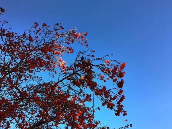 Schöne Rote Blätter Wald — Stockfoto