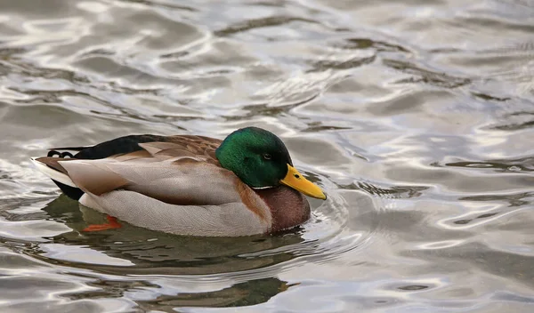 Pato Nadando Agua — Foto de Stock