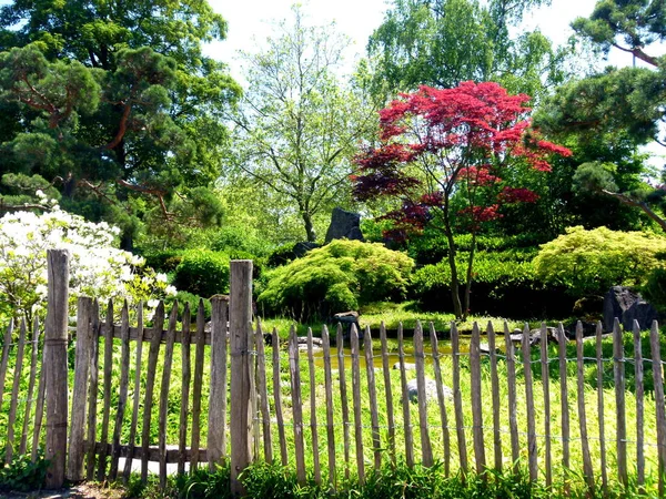 Hermoso Jardín Con Flores Plantas —  Fotos de Stock