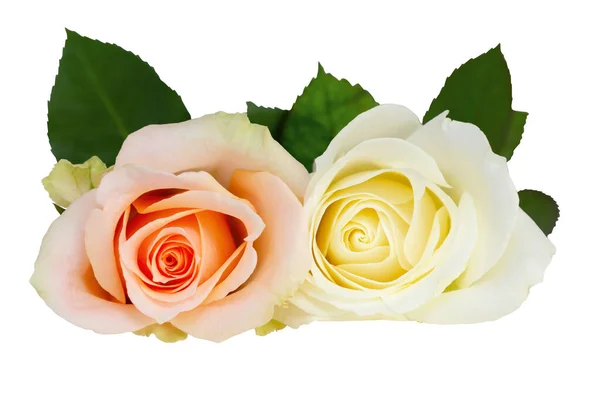 Two Wonderful Roses Rosaceae White White Orange Isolated White Background — Stock Photo, Image