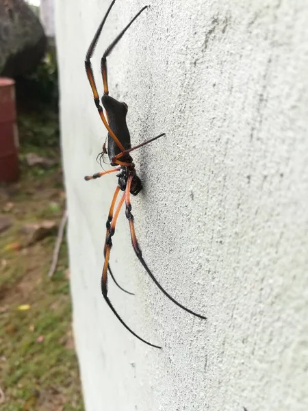 Primer Plano Una Foto Blanco Negro Hermoso Insecto — Foto de Stock