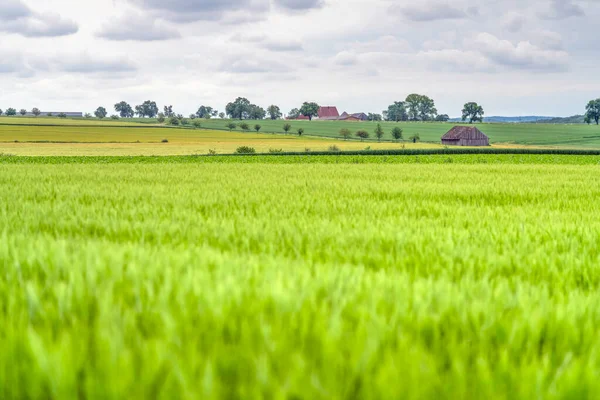 Campo Arroz Verde Tailândia — Fotografia de Stock