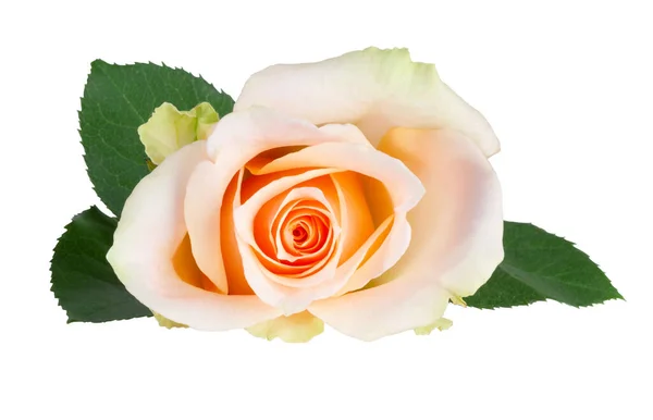 Magnifique Rose Blanche Orange Rosacées Isolée Sur Fond Blanc Compris — Photo