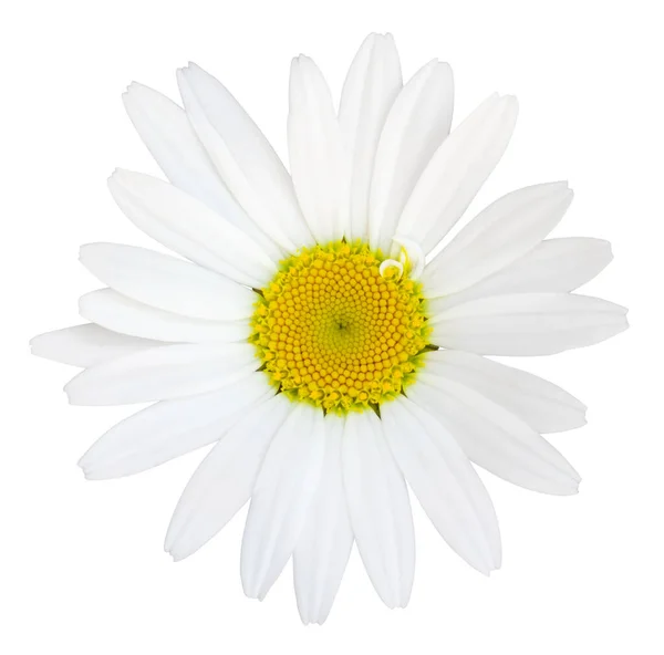 Gyönyörű Fehér Daisy Marguerite Elszigetelt Fehér Háttér Beleértve Nyírás Útvonal — Stock Fotó