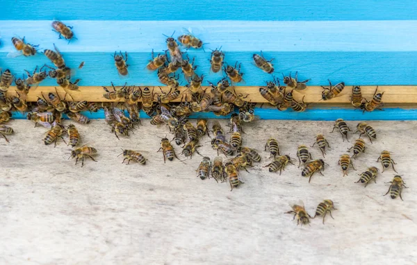 Méhkas Méhekkel Háttéren — Stock Fotó