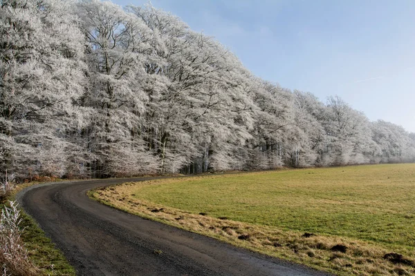 Strada Nel Bosco — Foto Stock