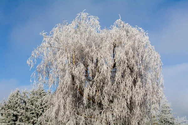 Árboles Cubiertos Nieve Bosque —  Fotos de Stock