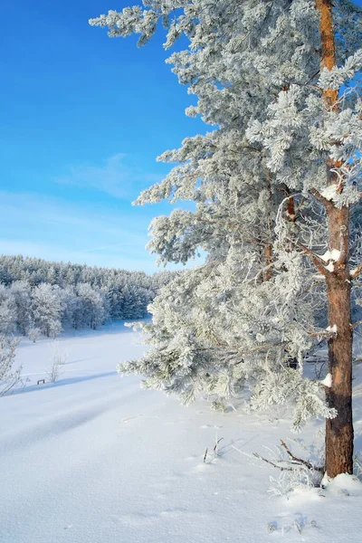 Winterlandschaft Mit Schneebedeckten Bäumen — Stockfoto