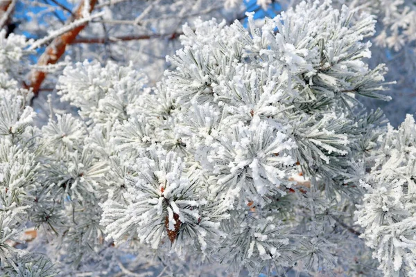 Сніговий Покритий Ялинкою Гілка Блакитним Небом — стокове фото