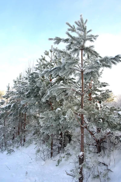 Vinterskog Med Snötäckta Träd — Stockfoto