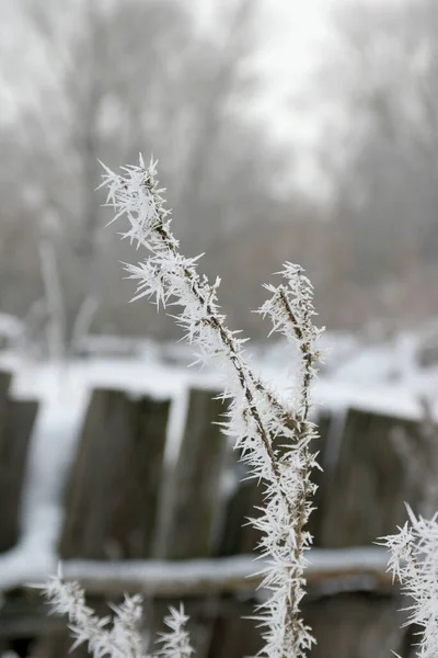 Hermosa Hierba Blanca Cubierta Nieve Bosque —  Fotos de Stock